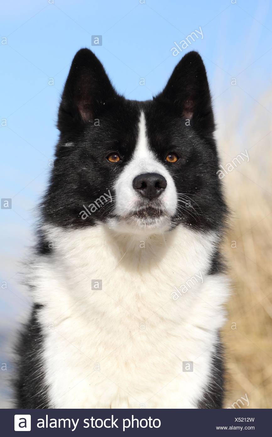 Karelian Bear Dog Portrait Stock Photo Alamy