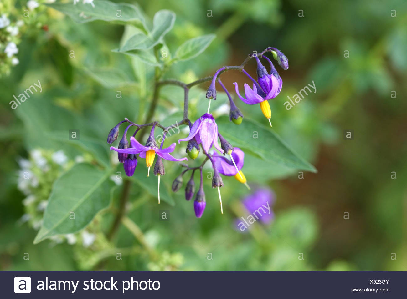 Evening Nightshade Flower Stock Photo Alamy
