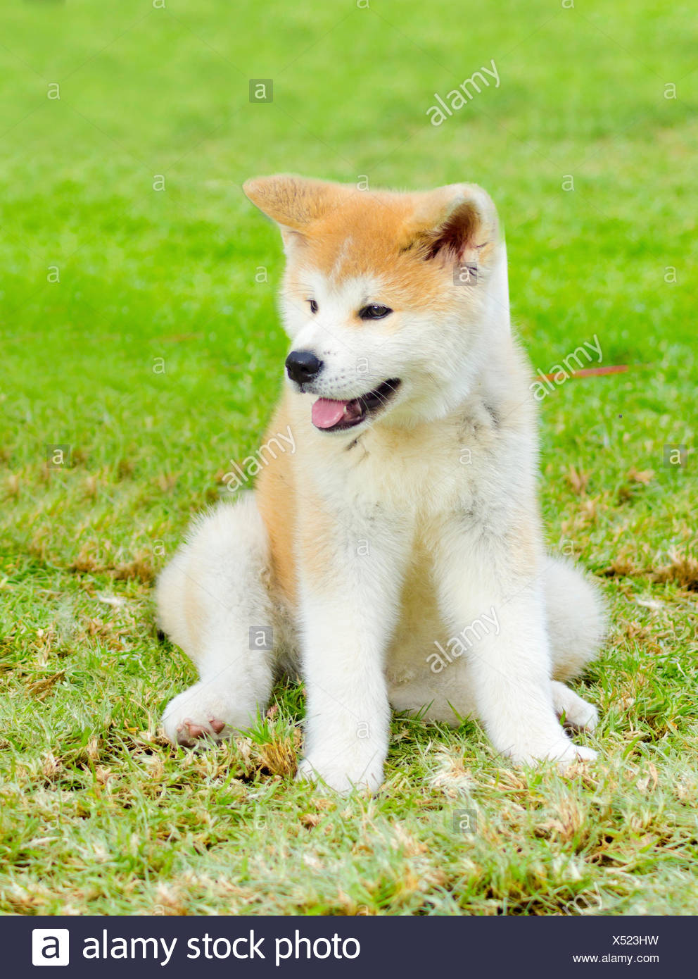 red akita puppy