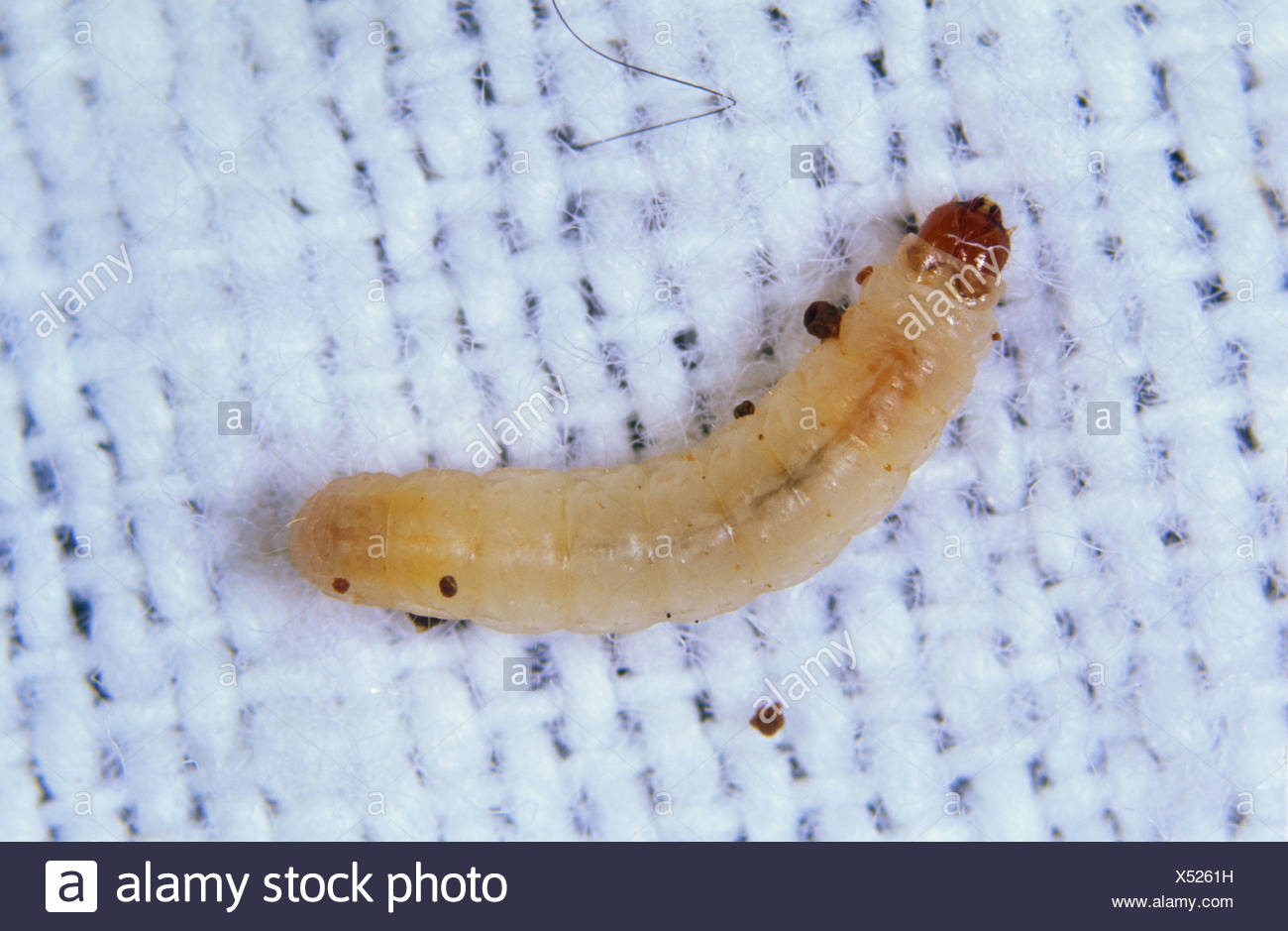 Clothes Moth High Resolution Stock Photography and Images Alamy