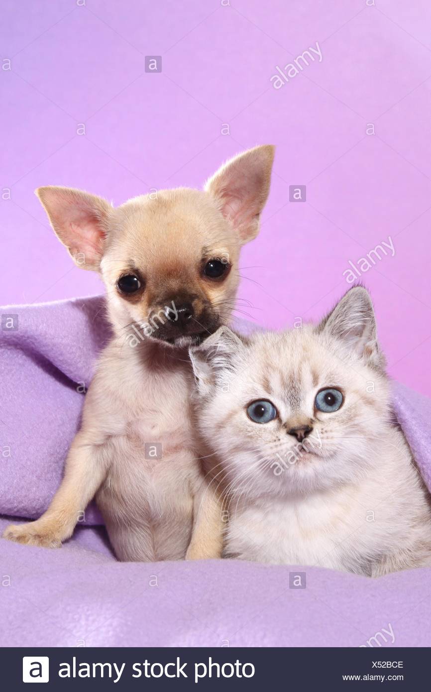 Chihuahua Puppy And British Shorthair Kitten Stock Photo