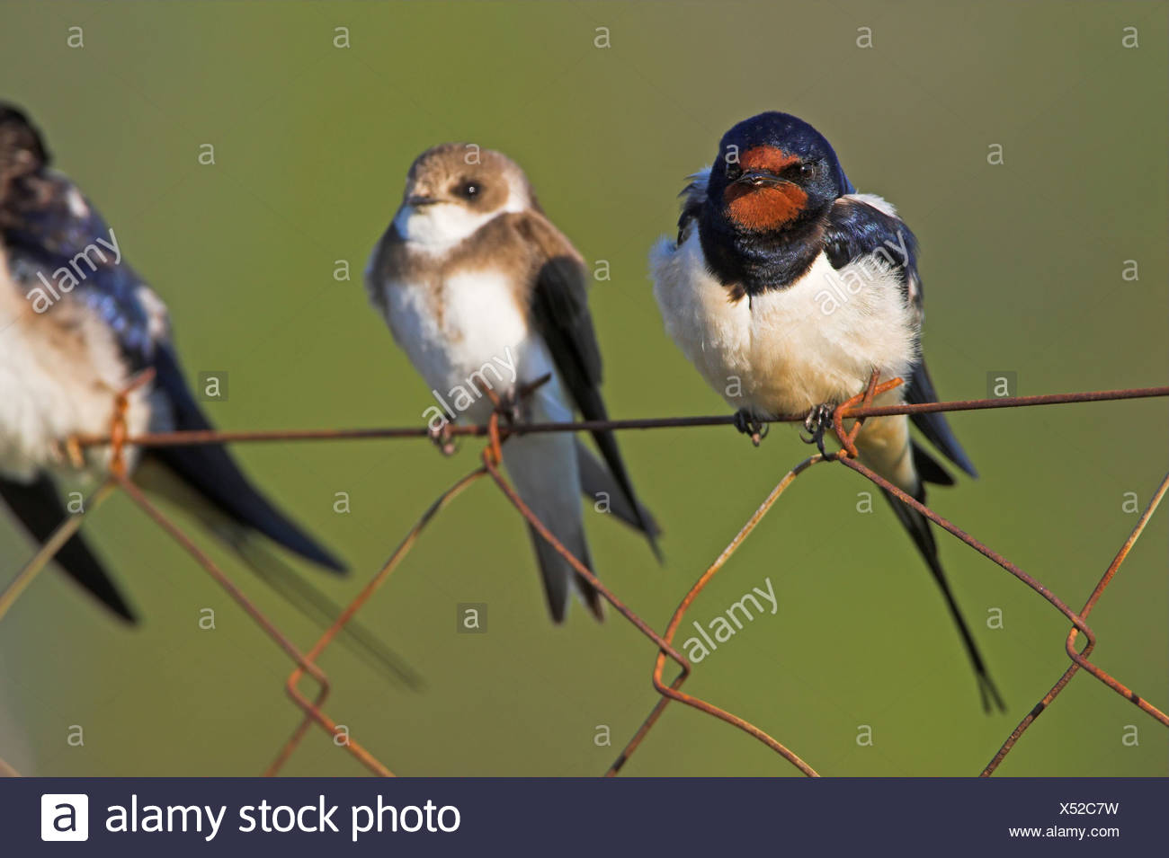Barn Swallow Hirundo Rustica Some Birds Sitting Beside Each