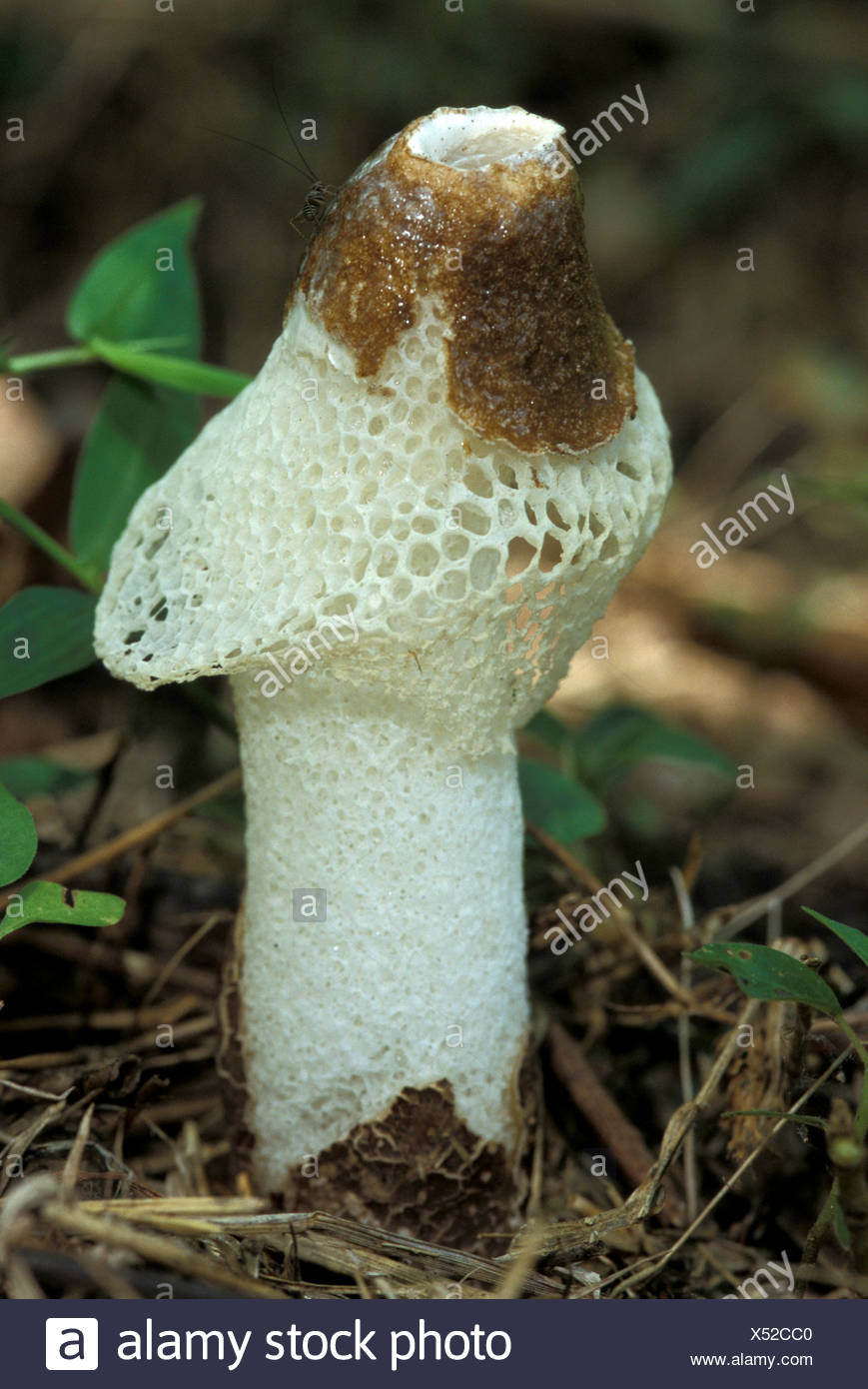 Bridal Veil Stinkhorn Phallus Indusiatus Sabah Borneo Stock Photo Alamy