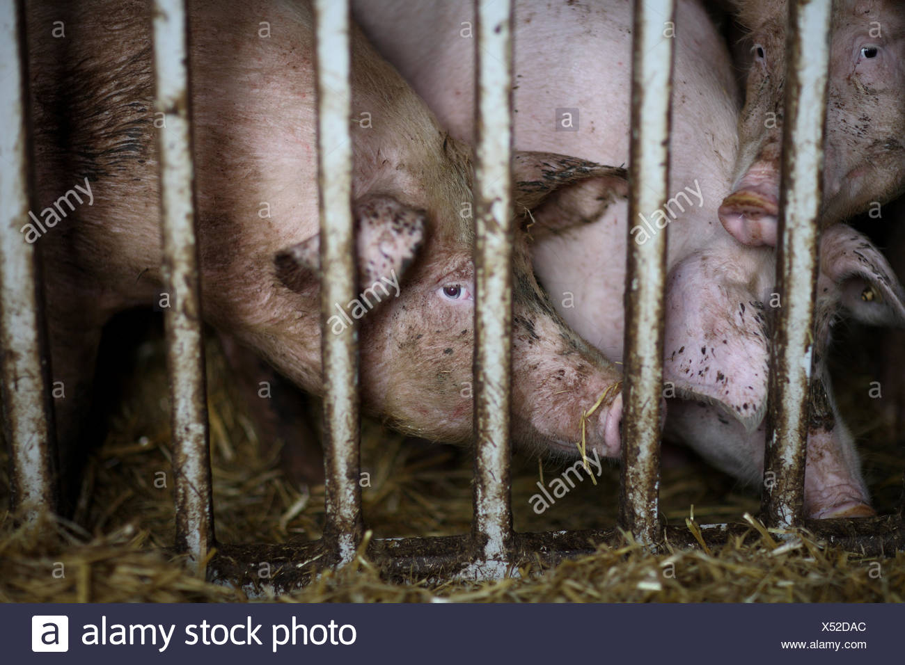 Caged Animals Stock Photos & Caged Animals Stock Images Alamy
