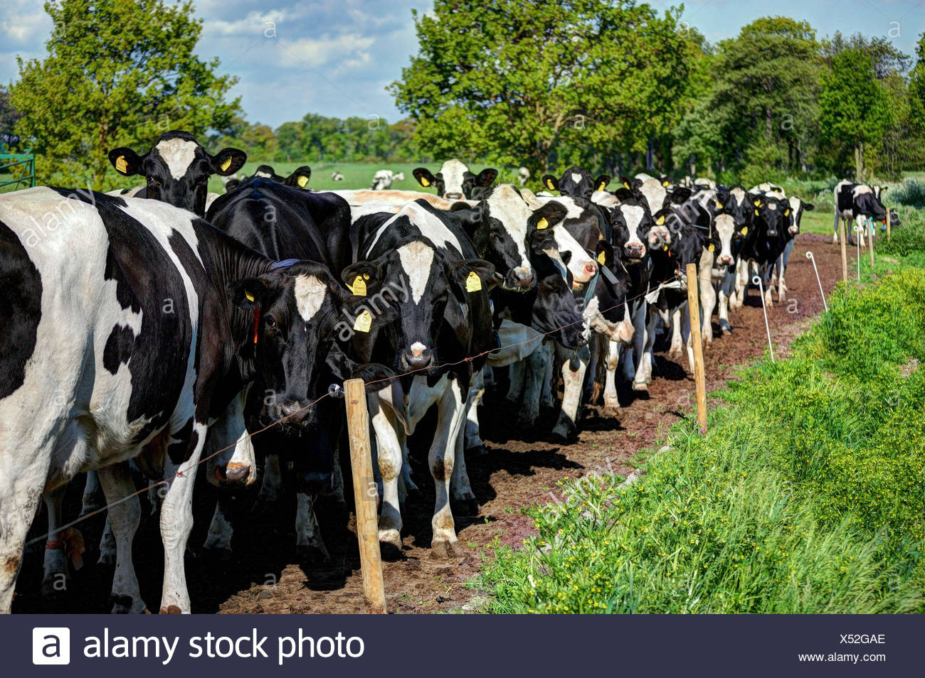 Black Holstein High Resolution Stock Photography and Images - Alamy