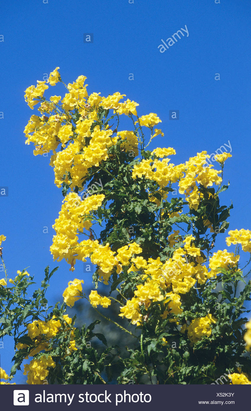 yellow trumpetbush, yellow bells, yellow elder (Tecoma stans), blooming, Egypt. Stock Photo