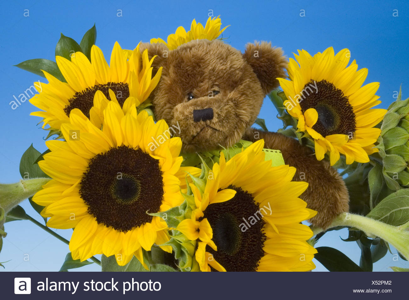 teddy bear holding a sunflower