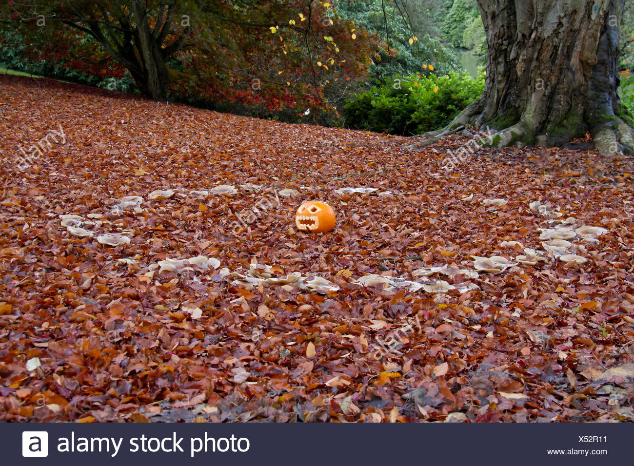 Gratuit Images Halloween Pumpkin Toadstools Scenery Countryside Nature actualisé salutations