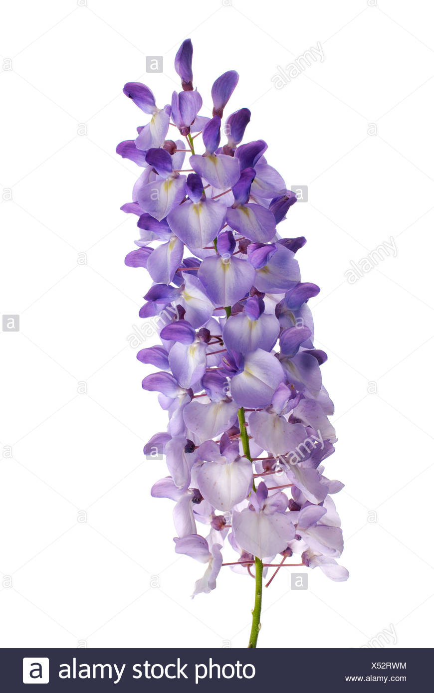 Wisteria Petals High Resolution Stock Photography and Images - Alamy