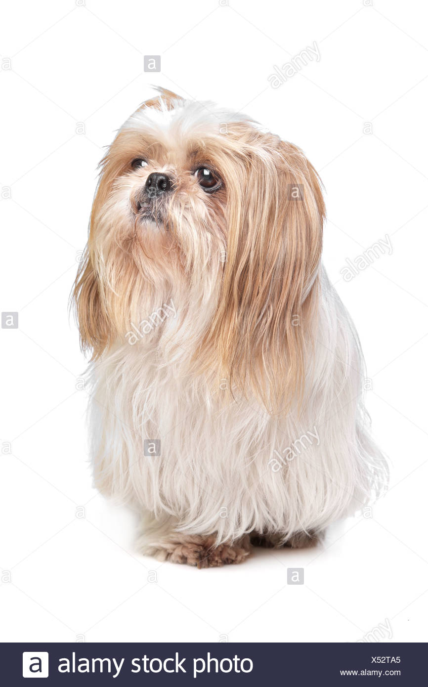 Long Haired Small Dog In Front Of A White Background Stock Photo