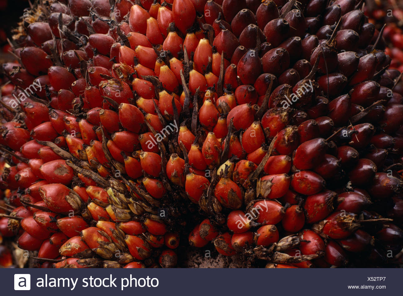 African Oil Palm Tree High Resolution Stock Photography and Images Alamy