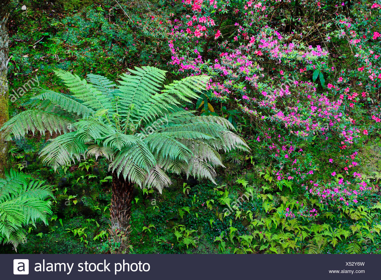 Tasmanian Tree Fern High Resolution Stock Photography and Images Alamy