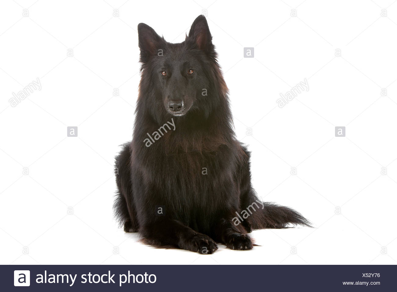 Long Haired Belgium Shepherd Stock Photos Long Haired Belgium