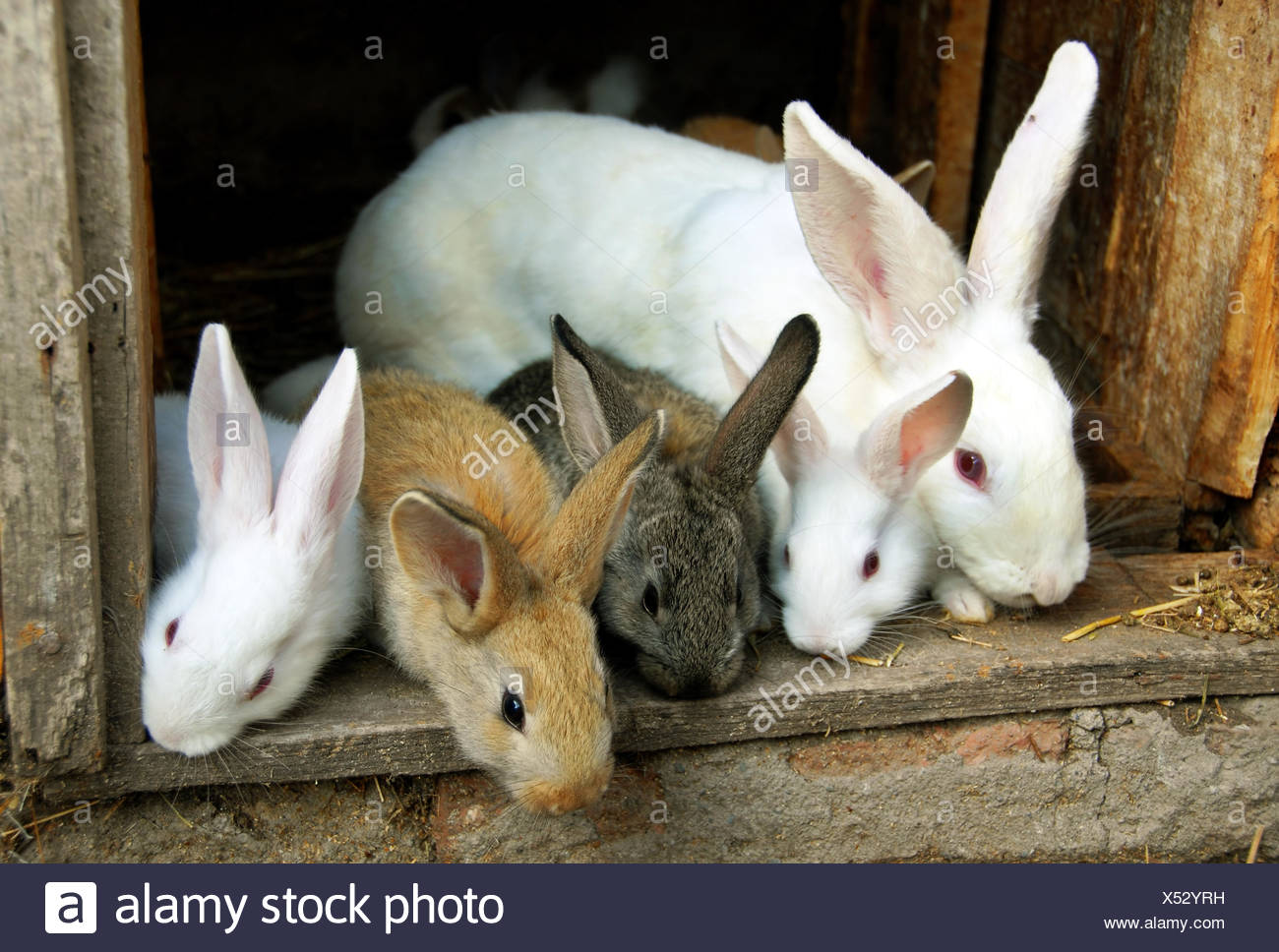Four Rabbits Stock Photos & Four Rabbits Stock Images Alamy