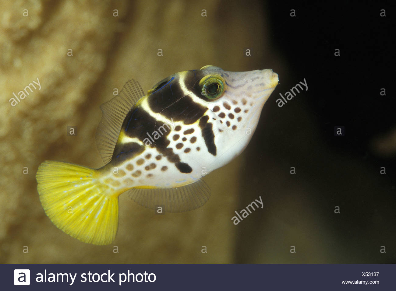 Black-saddled Puffer, Canthigaster valentini, Bunaken, Sulawesi, Indonesia Stock Photo