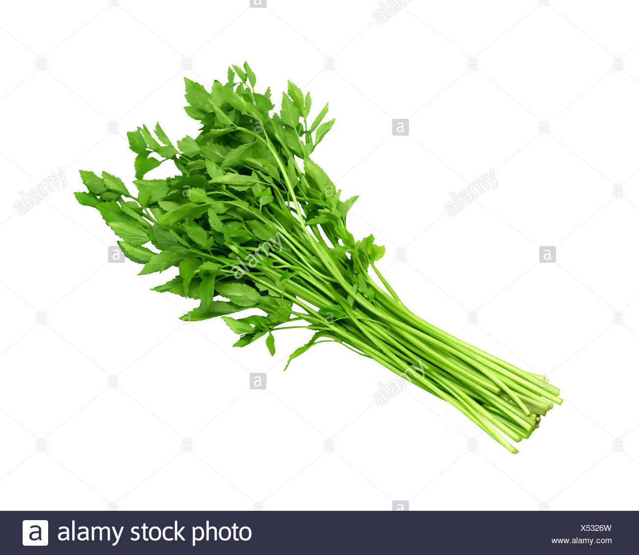 Japanese Parsley Stock Photo Alamy Japanese Parsley Stock Photo Alamy