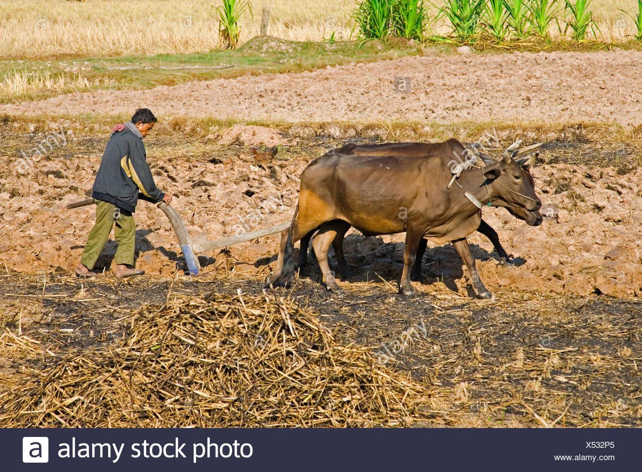 Farmer Ploughing With Oxen In Field High Resolution Stock Photography ...