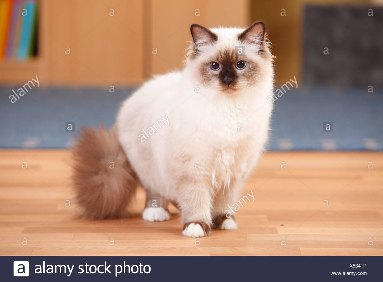 Sacred Birman Kitten Seal Point High Resolution Stock Photography And Images Alamy