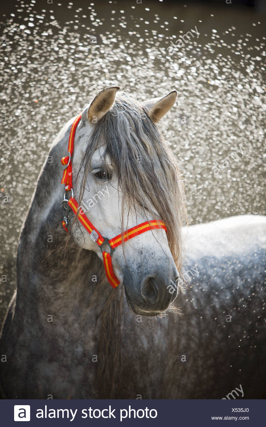 The Water Horse High Resolution Stock Photography and Images Alamy