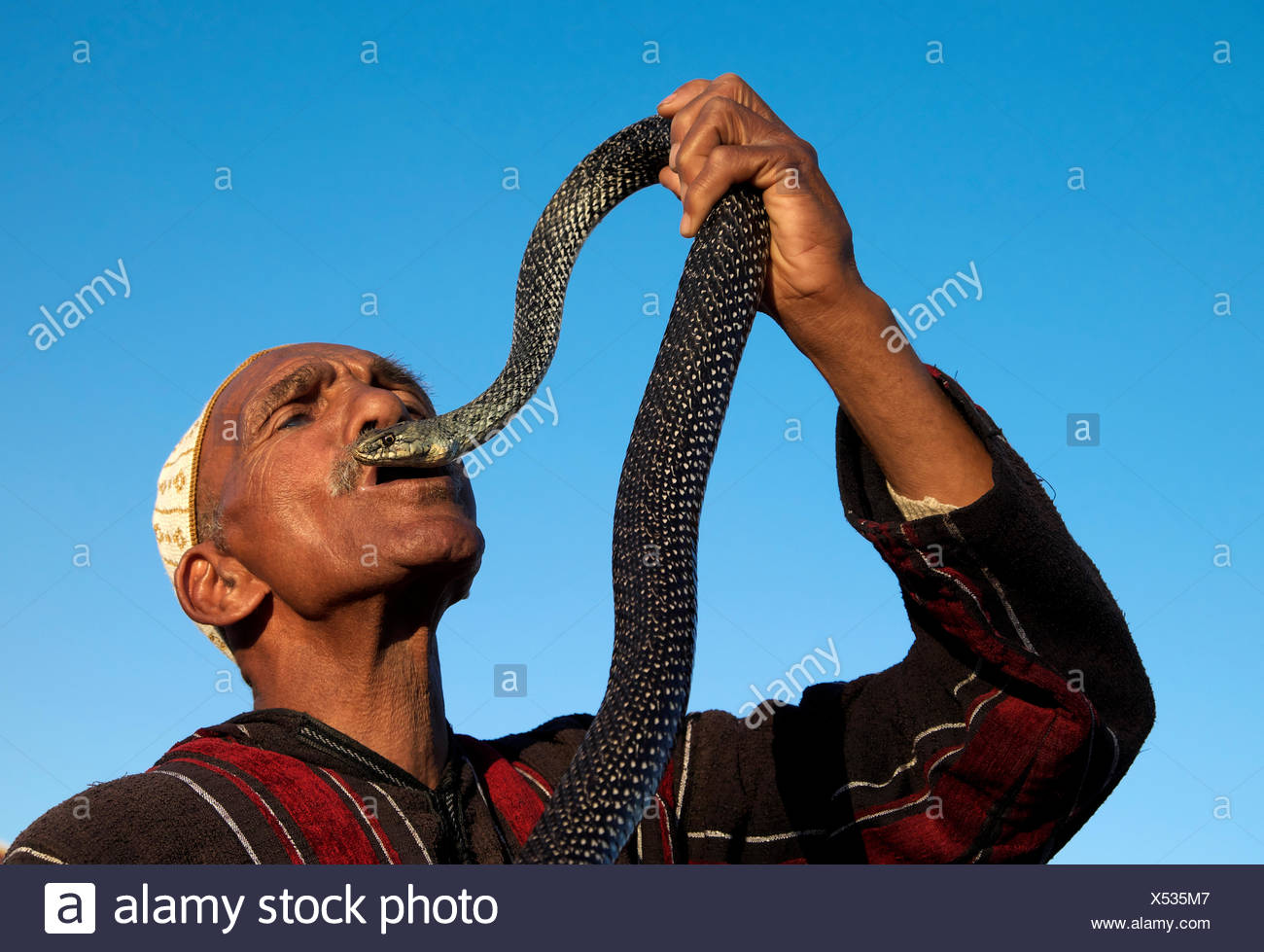 Poisonous Snake Cobra Morocco High Resolution Stock Photography and