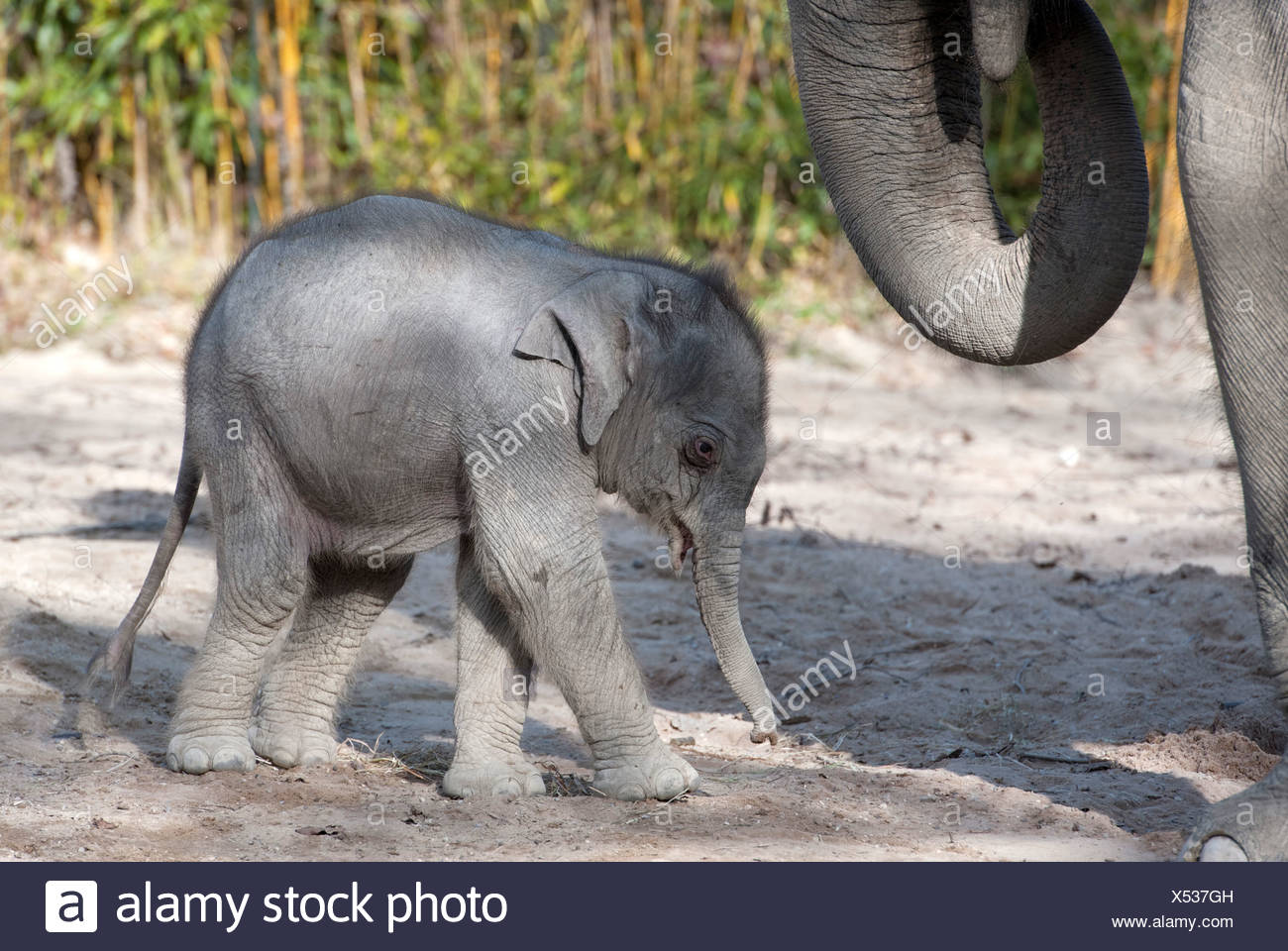 Asian Elephant Elephas Maximus Female Baby Elephant 11 Days During The First Foray Into The Outdoor Enclosure With Its Stock Photo Alamy Asian Elephant Elephas Maximus Female Baby Elephant 11 Days During The First Foray Into The Outdoor Enclosure With Its Stock Photo Alamy