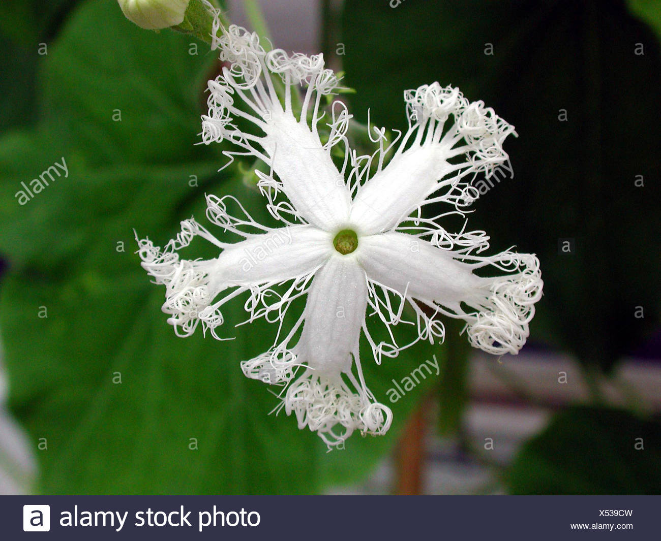 Gourd Flower High Resolution Stock Photography And Images Alamy