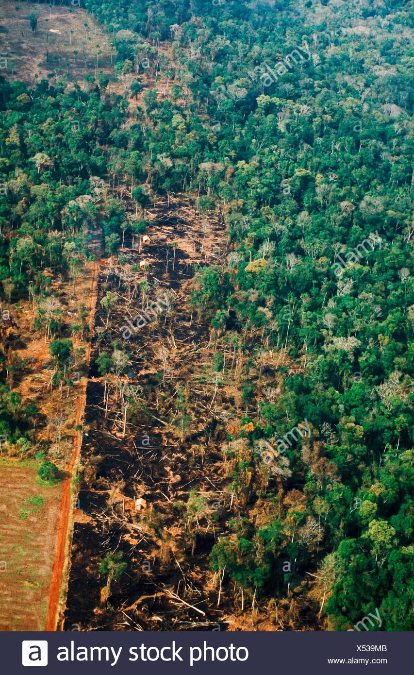 Deforestation Of The Amazon Jungle As Seen From The Air Amazon Rainforest Brazil Stock Photo Alamy Deforestation Of The Amazon Jungle As Seen From The Air Amazon Rainforest Brazil Stock Photo Alamy