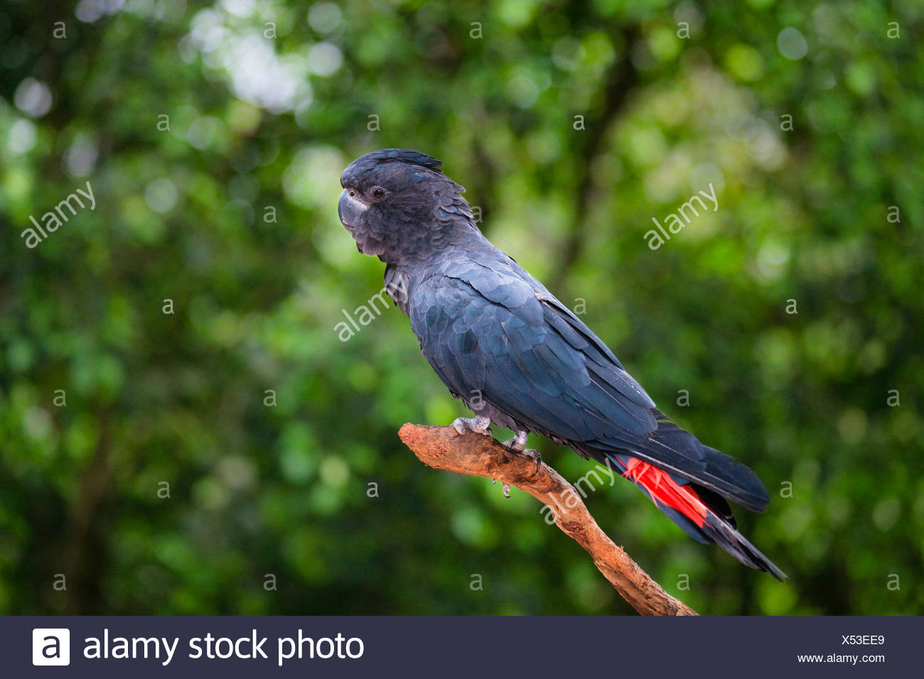 Red Tailed Black Cockatoo Calyptorhynchus Banksii High Resolution Stock
