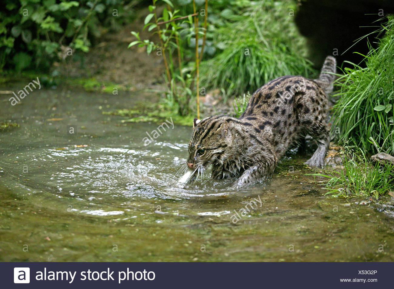 Cat Catching Fish High Resolution Stock Photography and Images Alamy