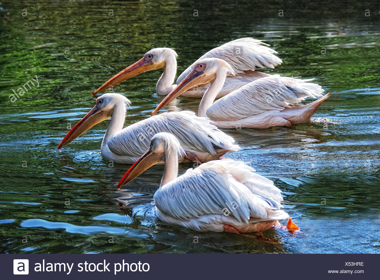 Los Pelicanos Stock Photo Alamy
