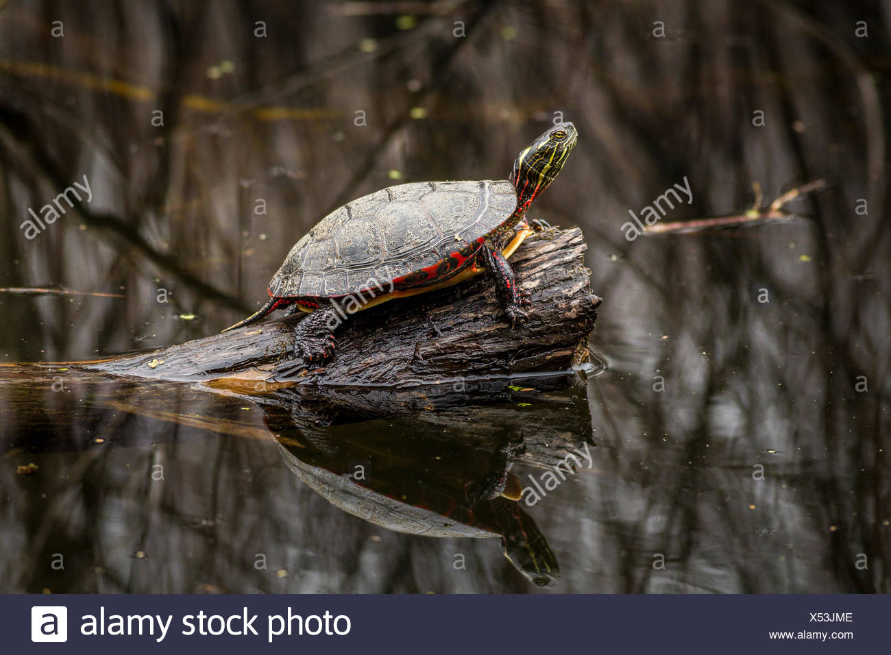 Painted Turtle On Log High Resolution Stock Photography and Images Alamy