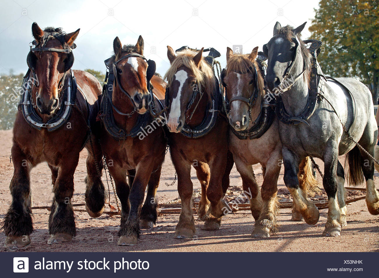 Brabant Belgian Drafthorse Stock Photos & Brabant Belgian Drafthorse ...