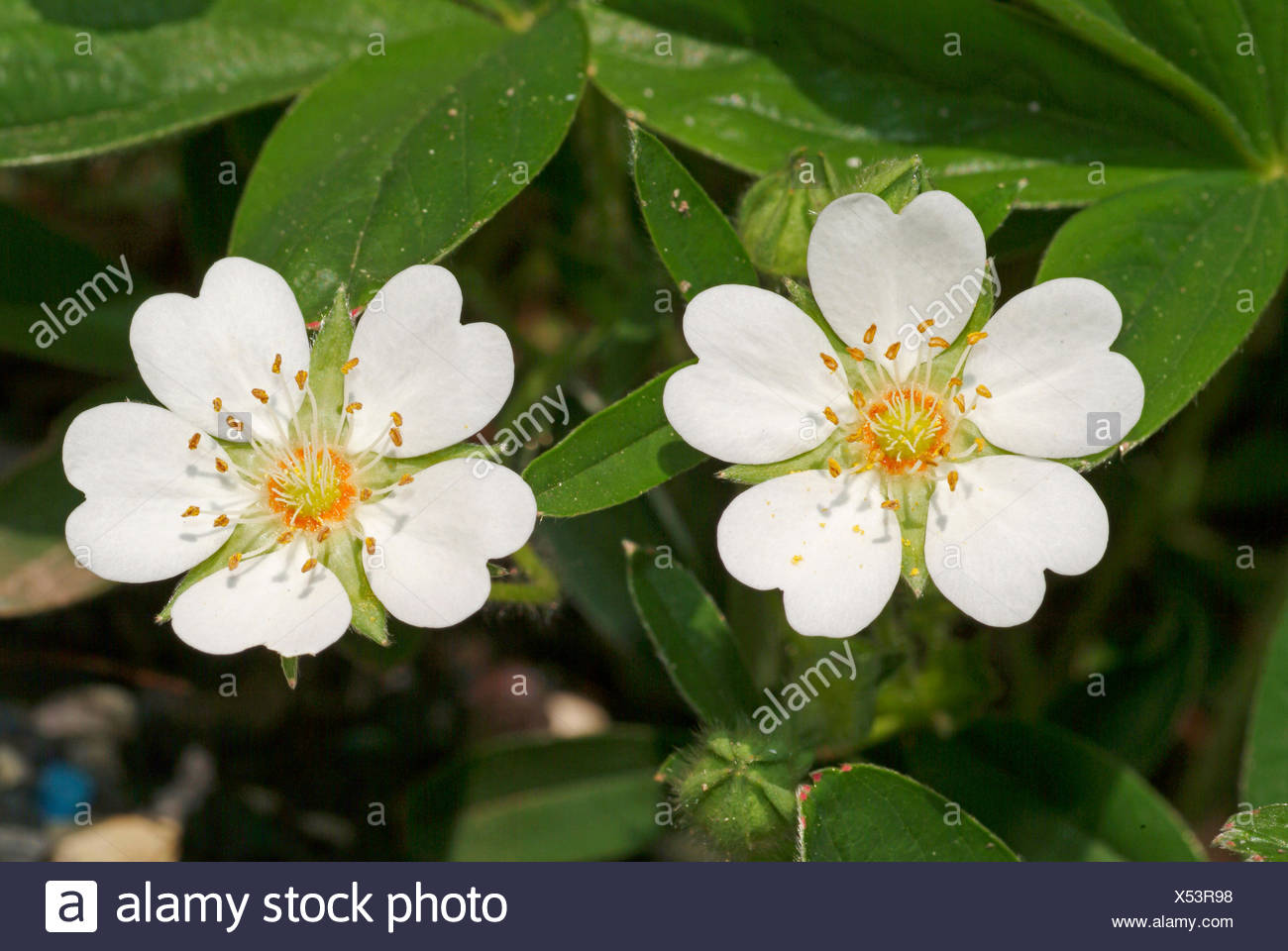 Future Plants By Randy Stewart Potentilla