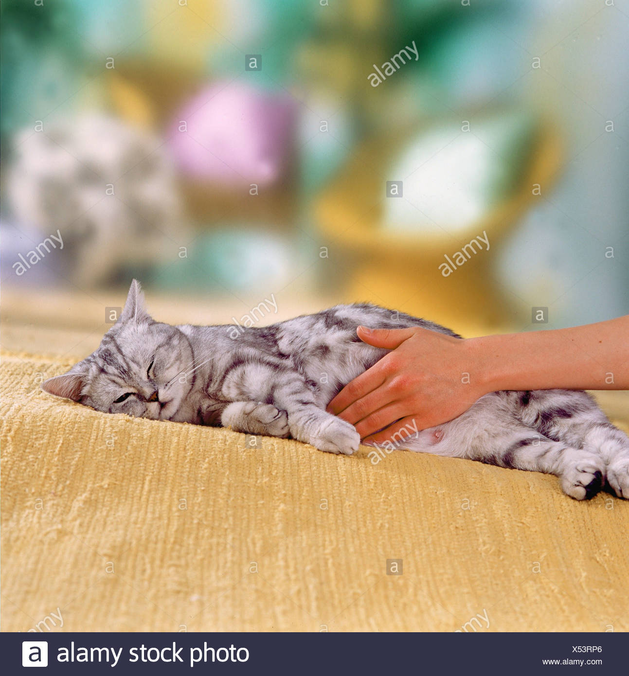 british shorthair pregnancy