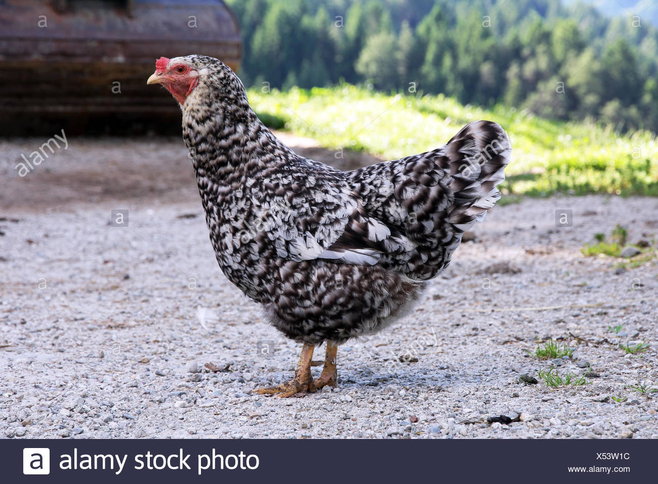 a black and white speckled chicken in free range Stock Photo