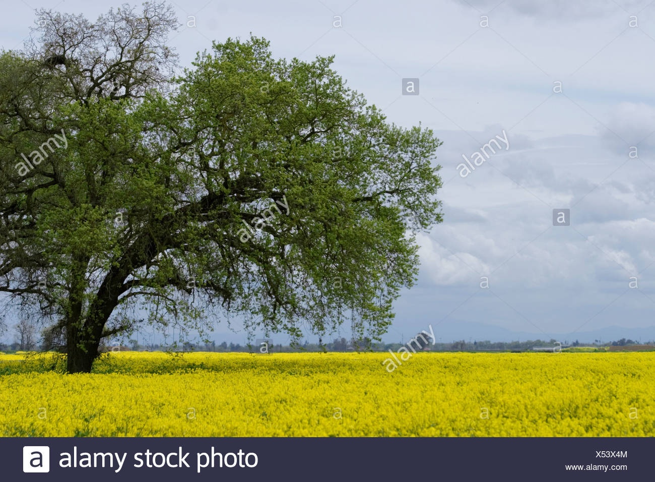 California Oak Tree In Mustard High Resolution Stock Photography and