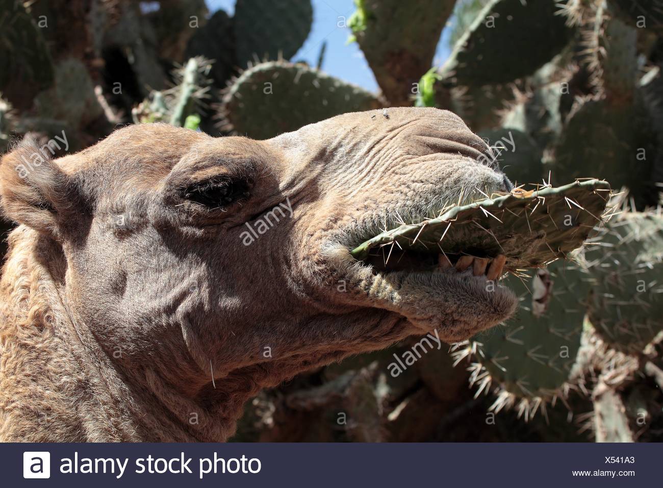 Camel Eating Cactus High Resolution Stock Photography and Images Alamy