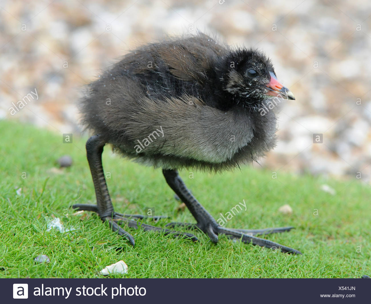 Moorhen Feet And Legs High Resolution Stock Photography and Images - Alamy