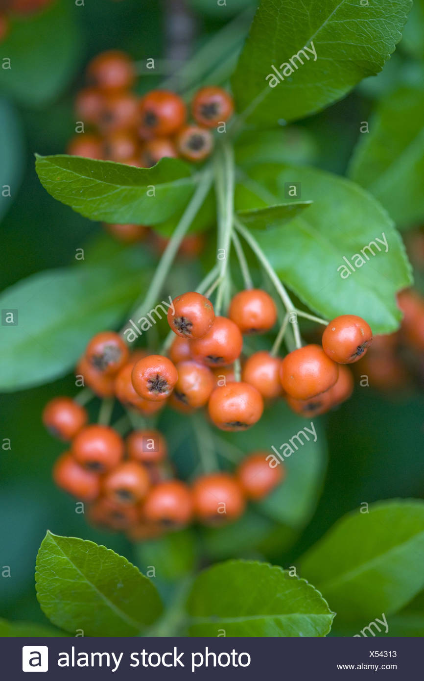 Téléchargement gratuit Images Red Firethorn Stock Photos Red Firethorn Stock Images Page 2