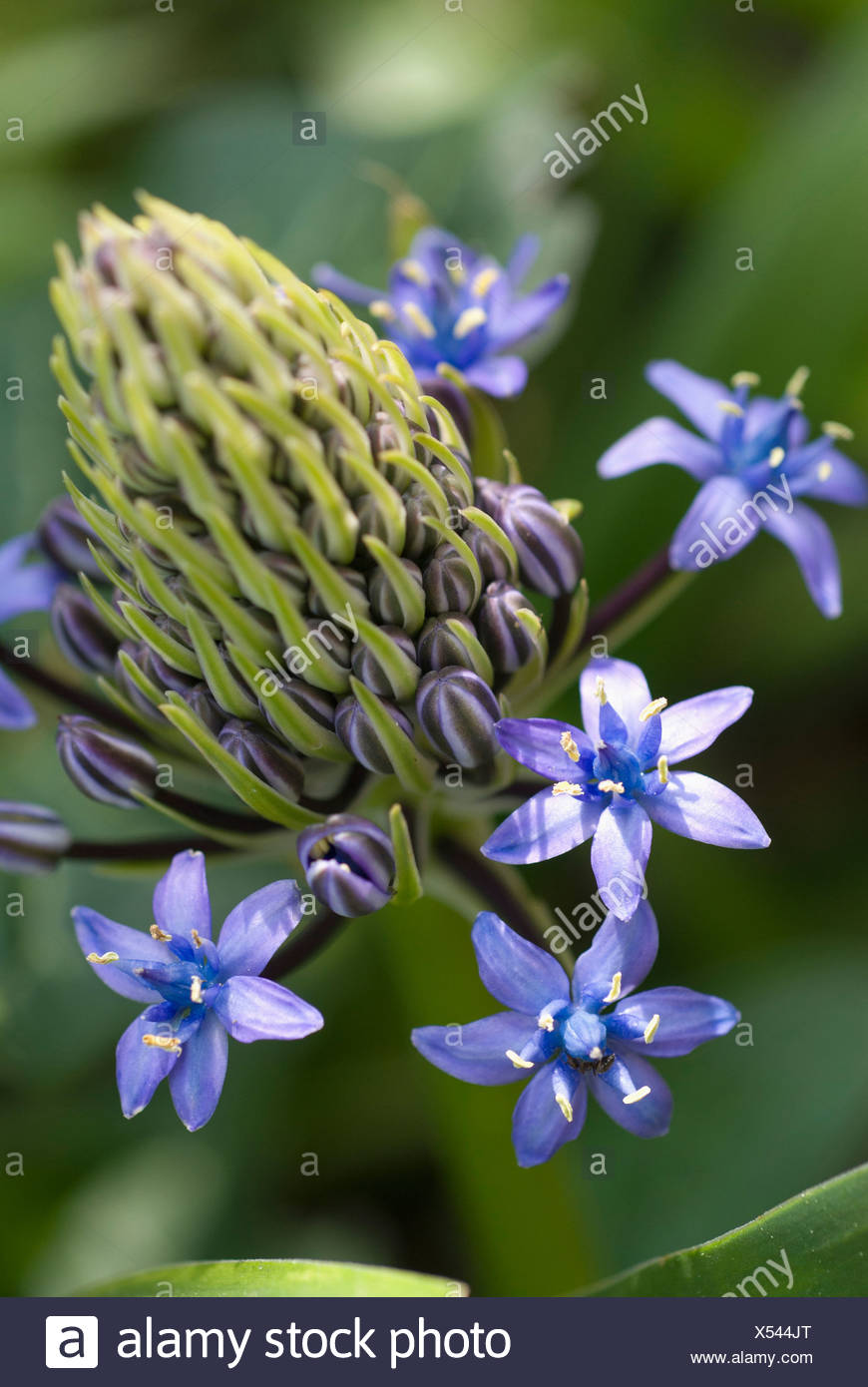 Cone Shaped Wild Flowers High Resolution Stock Photography and Images ...