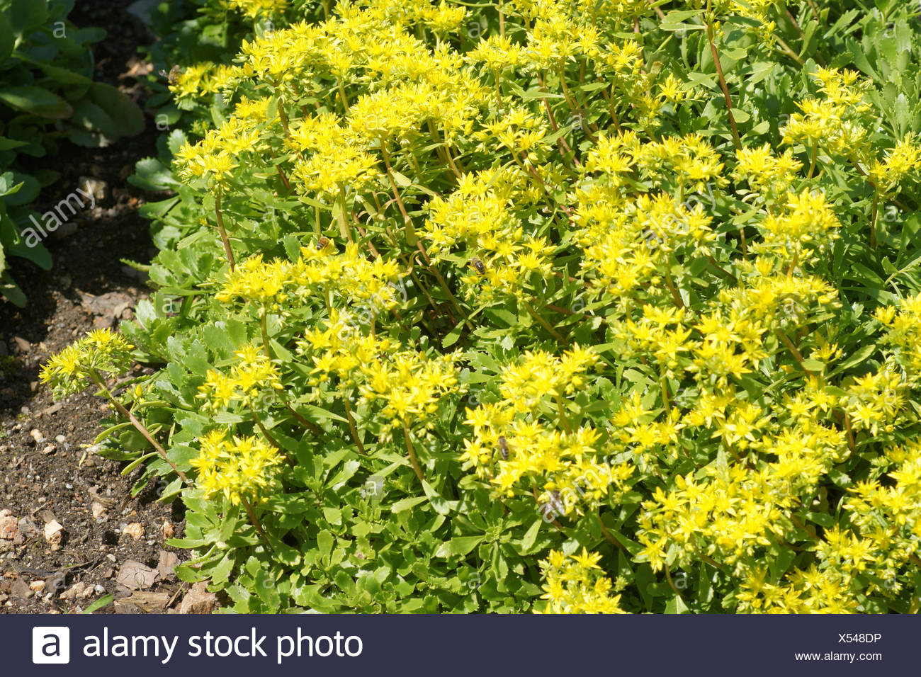 Stolon Stock Photos & Stolon Stock Images - Alamy