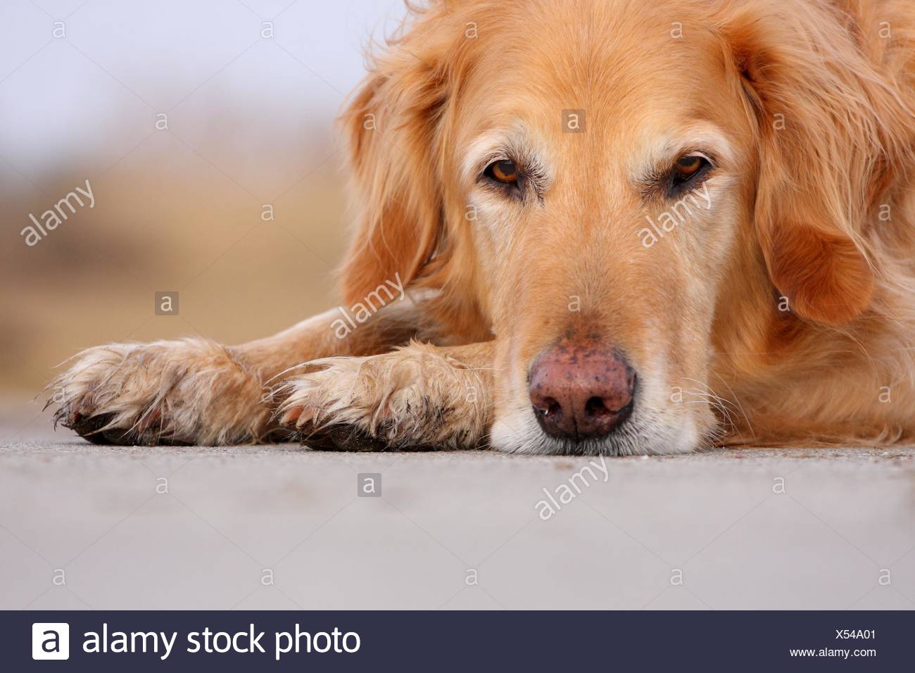 Golden Retriever Lying Down High Resolution Stock Photography and