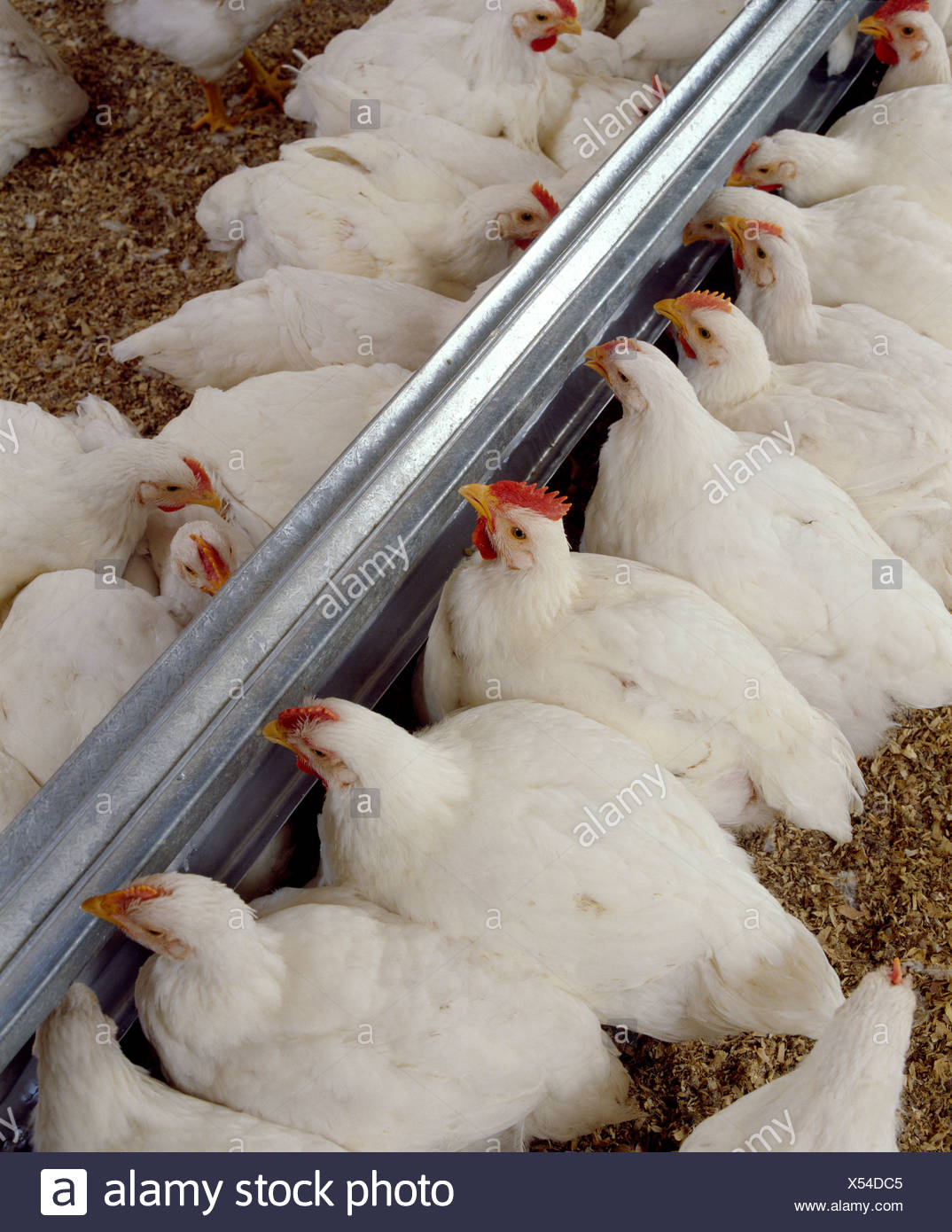 Hubbard Chicken High Resolution Stock Photography and Images Alamy