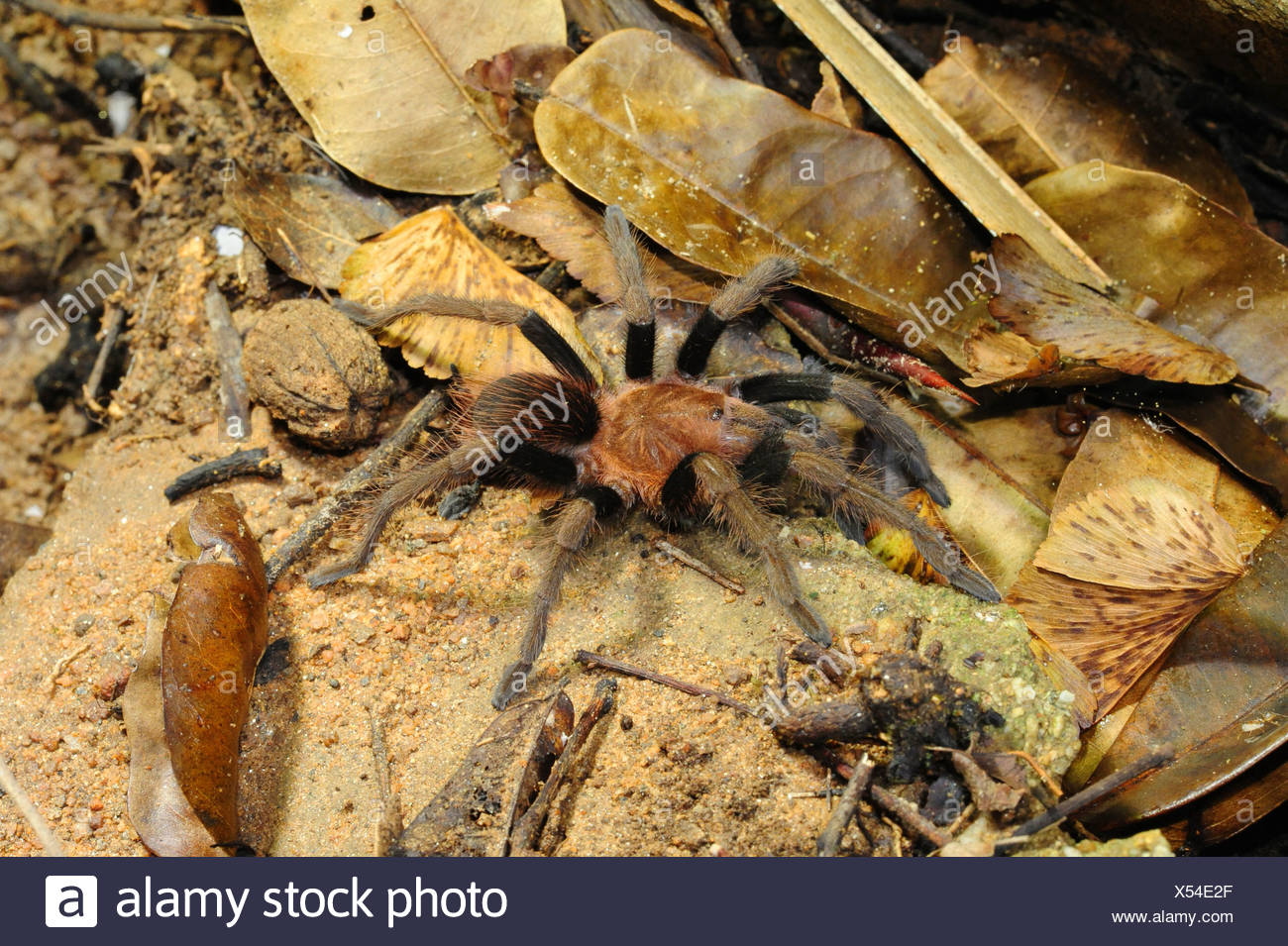 Birding Roatan Aviculariidae High Resolution Stock Photography and Images - Alamy