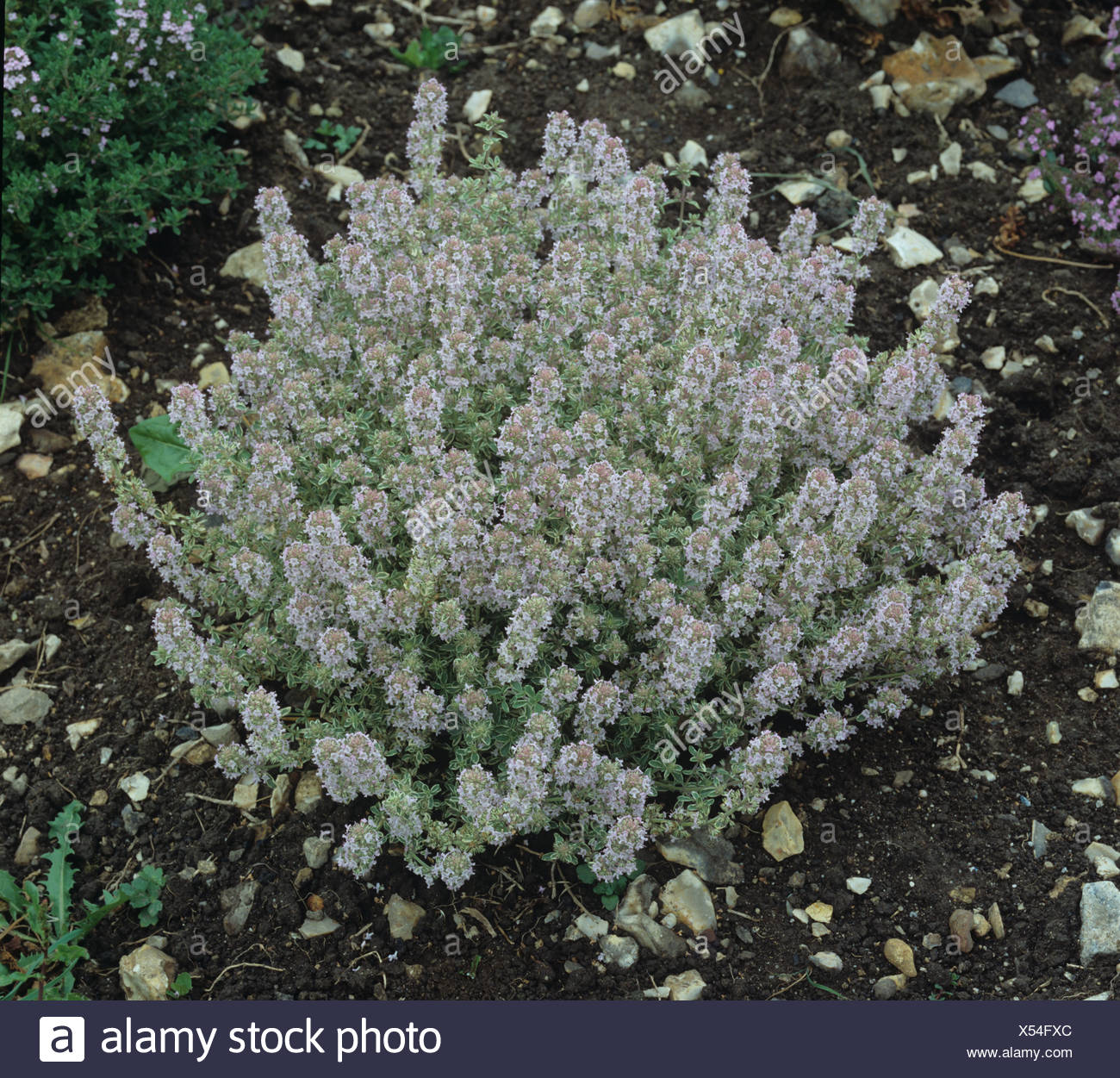 Variegated Thyme High Resolution Stock Photography And Images Alamy