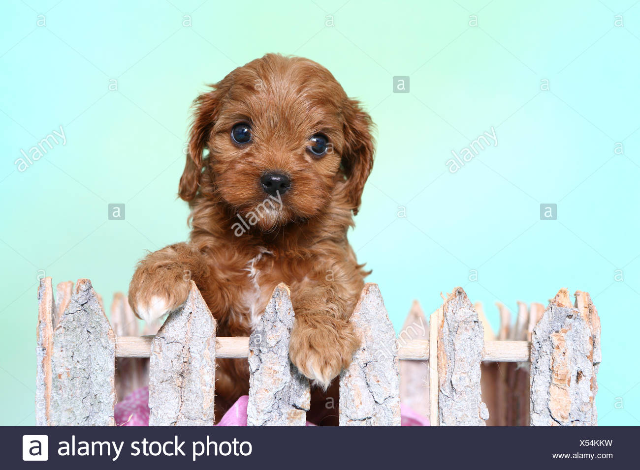 Cavapoo Poodle X Cavalier King Charles Spaniel Puppy Looking