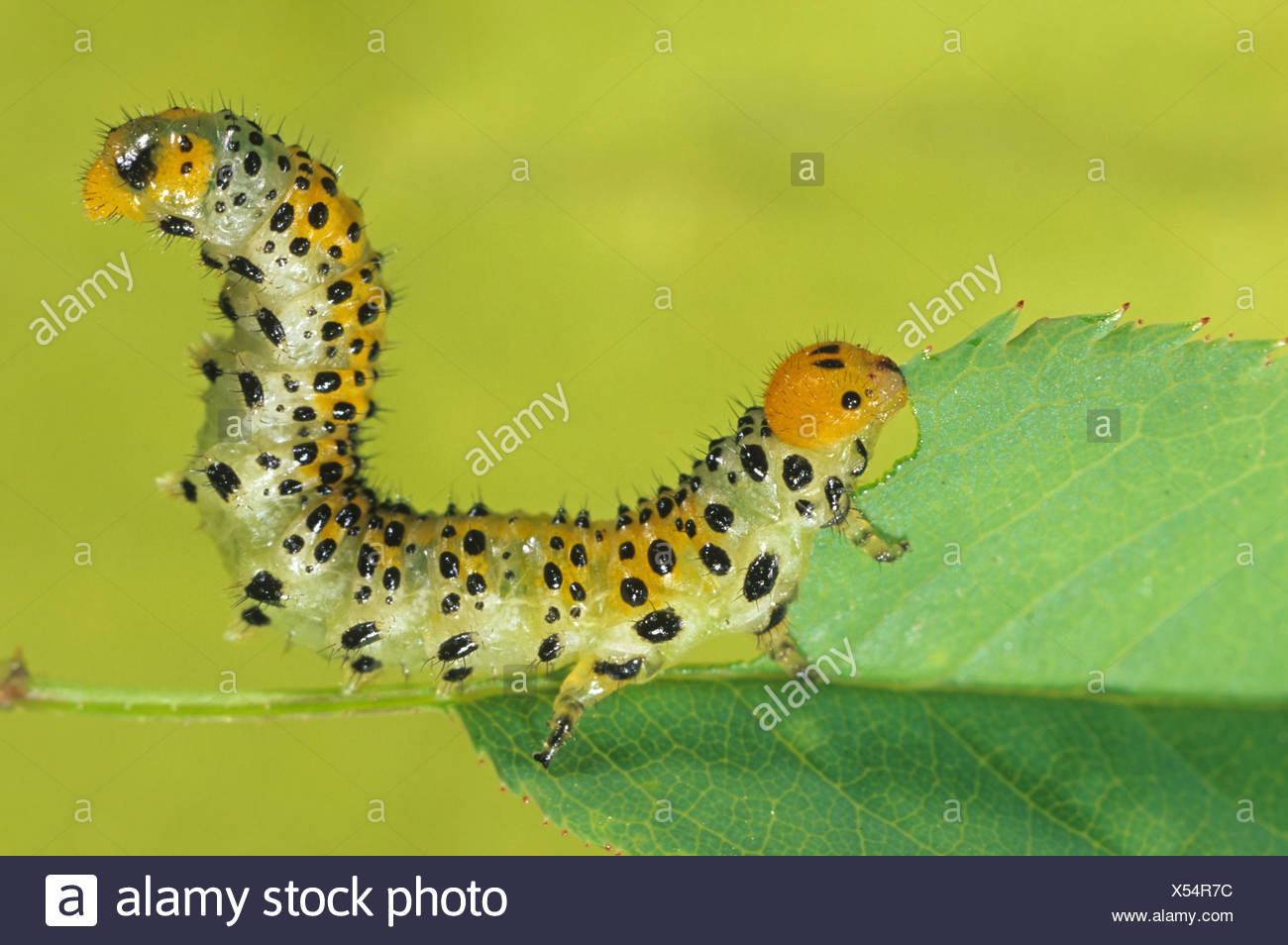 Sawfly Caterpillars Stock Photos & Sawfly Caterpillars Stock Images Alamy