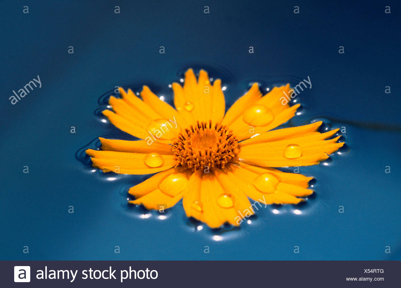 Flower In Water Blume In Wasser Stock Photo Alamy