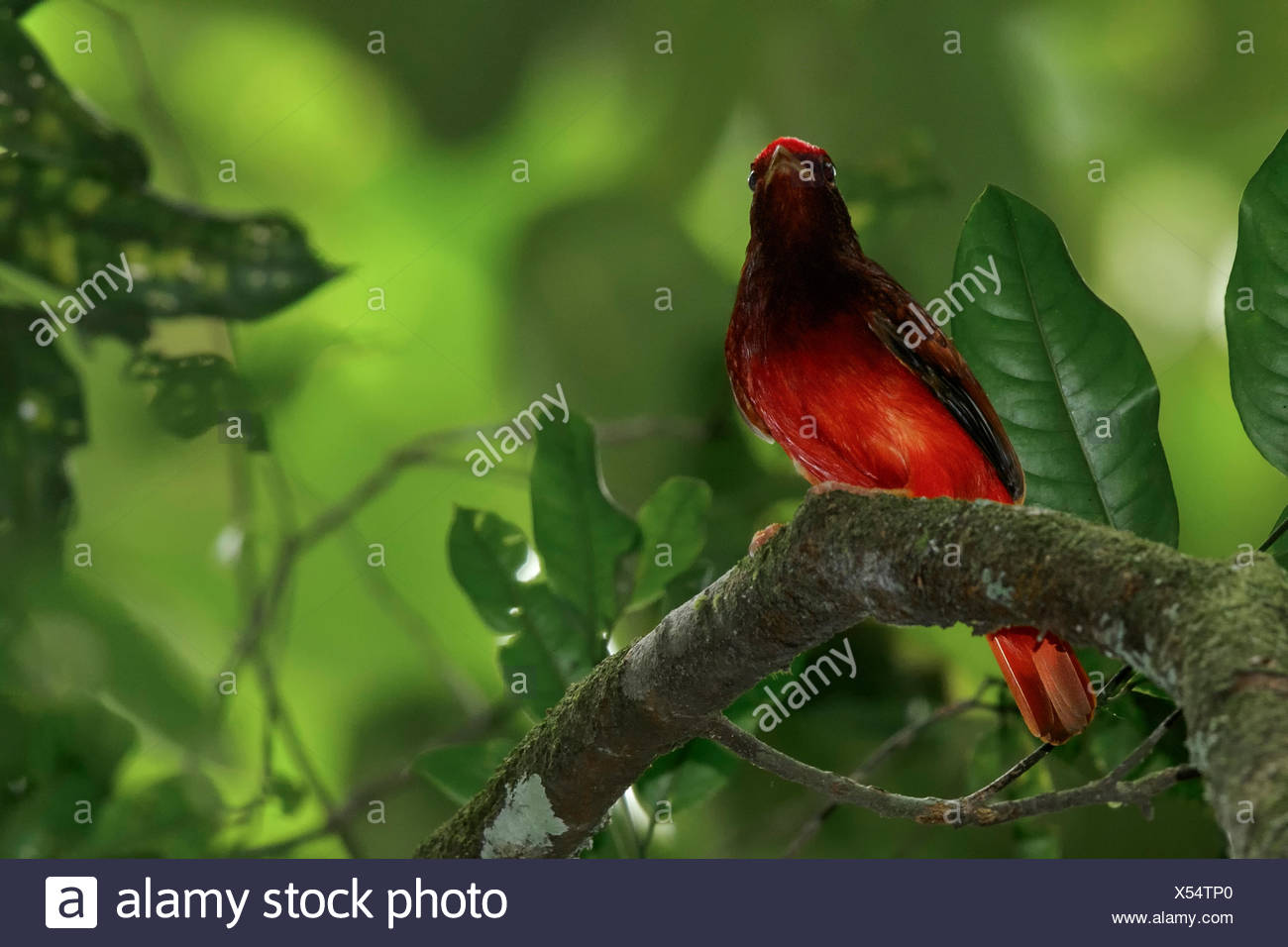 Guianan Red Cotinga Phoenicircus Carnifex Perched On A Branch In The Rainforest Of Guyana Stock Photo Alamy Guianan Red Cotinga Phoenicircus Carnifex Perched On A Branch In The Rainforest Of Guyana Stock Photo Alamy