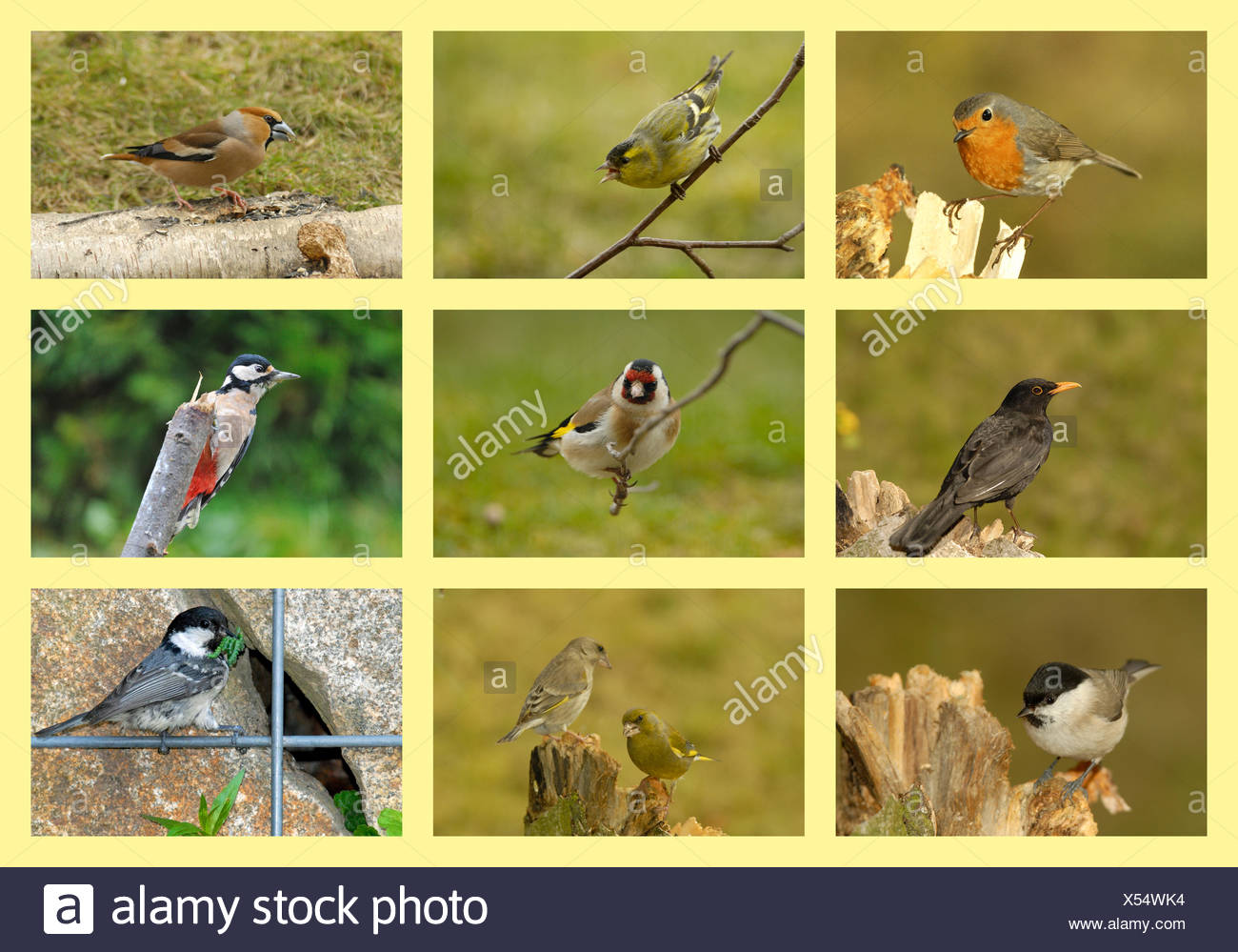 fauna woodpecker collage singing-bird bobolinks finches titmice bird birds Stock Photo
